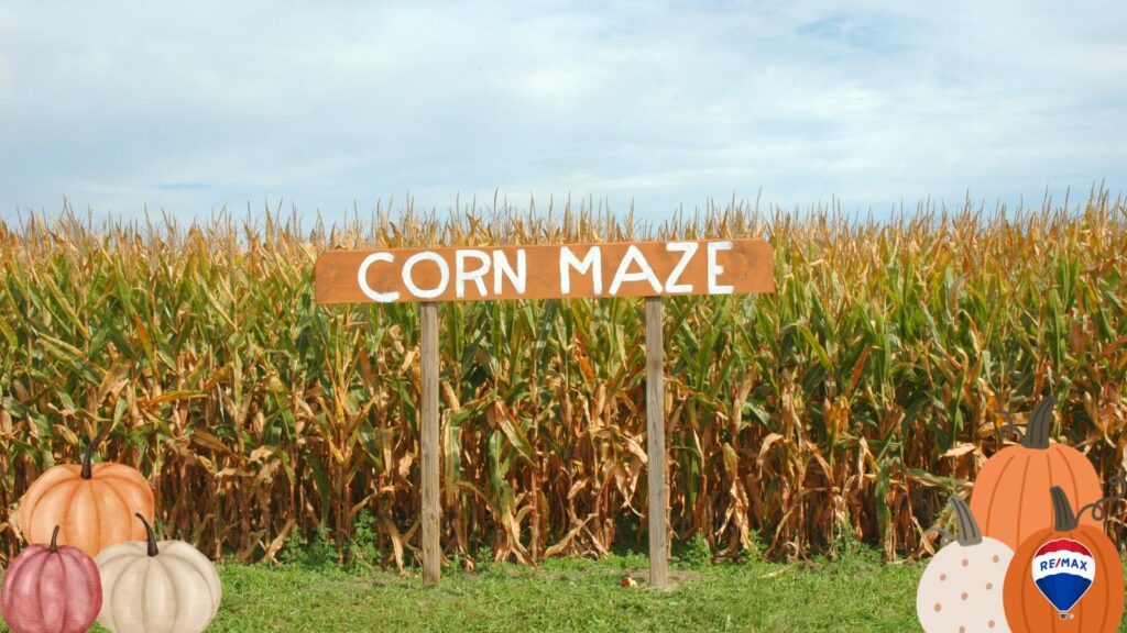 corn maze